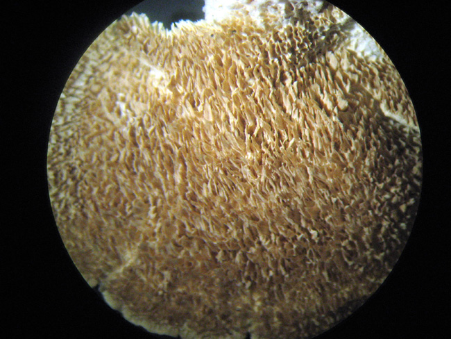 Trichaptum biforme ? (Trichaptum biforme)